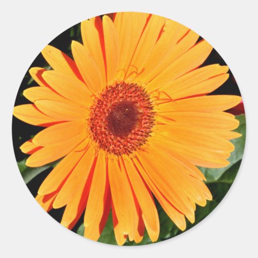 oranje gerbera daisy stickers (Voorkant)