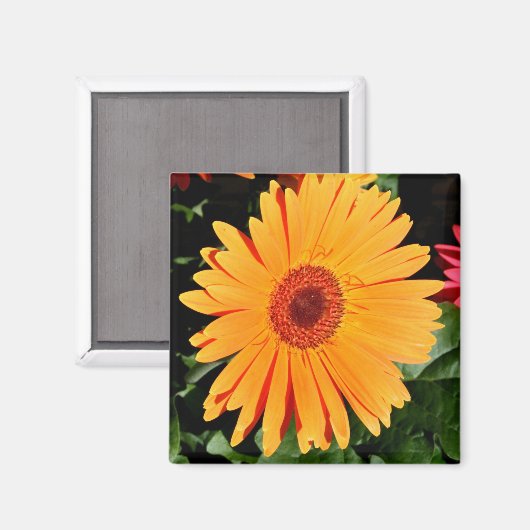 oranje gerbera magneet (Voorkant / Achterkant)