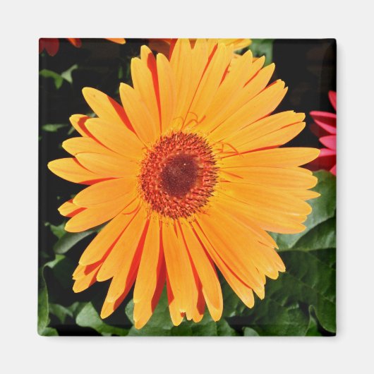 oranje gerbera magneet (Voorkant)