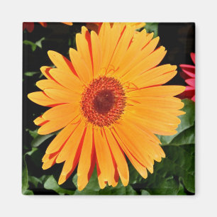 oranje gerbera magnet