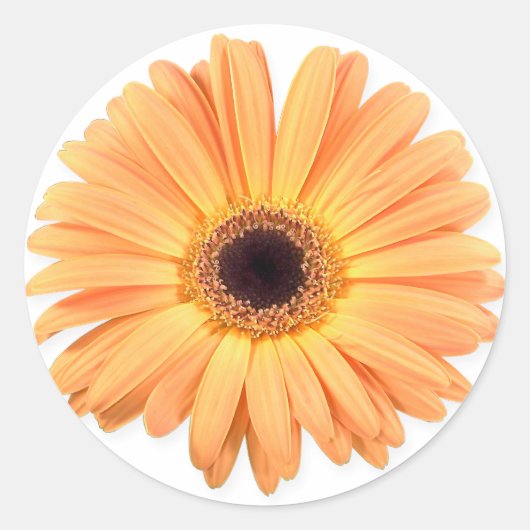 Oranje Gerbera Stickers (Voorkant)