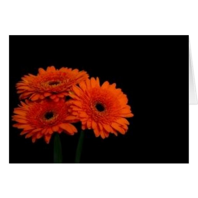 oranje gerberas2 (Voorkant Horizontaal)