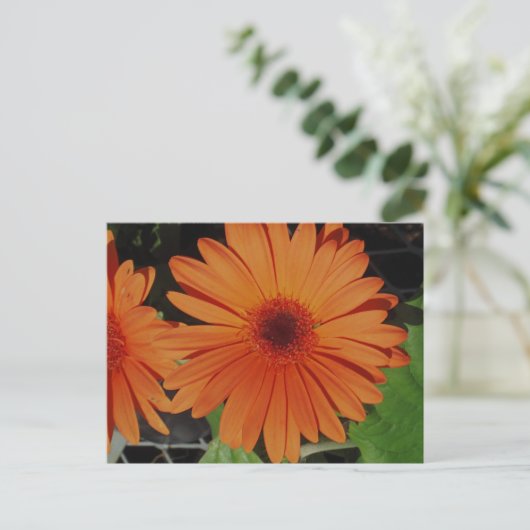 Oranje Gerbers Briefkaart (Staand voorkant)