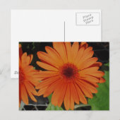 Oranje Gerbers Briefkaart (Voorkant / Achterkant)