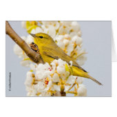 Oranje-Gesneden Warbler Amid de Cherry Blossom (Voorkant Horizontaal)