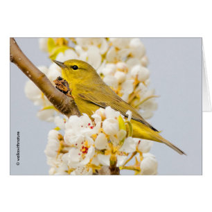 Oranje-Gesneden Warbler Amid de Cherry Blossom