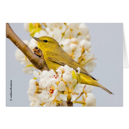 Oranje-Gesneden Warbler Amid de Cherry Blossom (Voorkant Horizontaal)