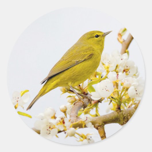 Oranje-Gesneden Warbler Amid de Cherry Blossom Ronde Sticker (Voorkant)