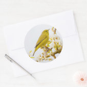 Oranje-Gesneden Warbler Amid de Cherry Blossom Ronde Sticker (Envelop)