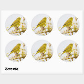 Oranje-Gesneden Warbler Amid de Cherry Blossom Ronde Sticker (Vel)
