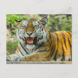 Oranje gestreepte tijger briefkaart