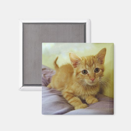 Oranje gestripte tablet Kitten Magnet (Voorkant / Achterkant)