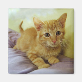 Oranje gestripte tablet Kitten Magnet