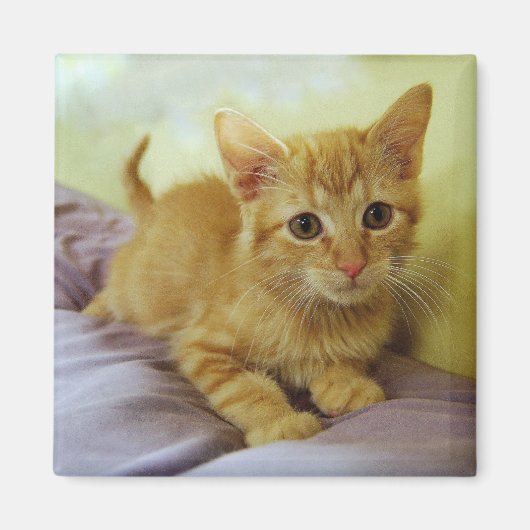 Oranje gestripte tablet Kitten Magnet (Voorkant)