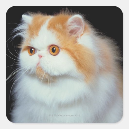 Oranje geverfd en kutkat vierkante sticker (Voorkant)