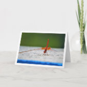 Oranje gevleugelde Dropwing Dragonfly Kaart (Voorkant)
