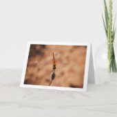 Oranje gevleugelde Dropwing Dragonfly Kaart (Voorkant)