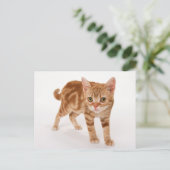 Oranje Ginger Tabby Shorthair Cat Briefkaart (Staand voorkant)