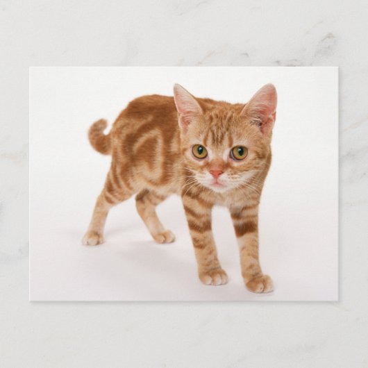 Oranje Ginger Tabby Shorthair Cat Briefkaart (Voorkant)