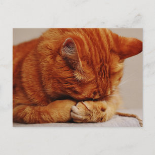 Oranje Ginger Tabby Shorthair Cat Briefkaart