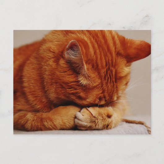 Oranje Ginger Tabby Shorthair Cat Briefkaart (Voorkant)