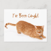 Oranje Ginger Tabby Shorthair Cat Briefkaart (Voorkant)