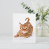 Oranje Ginger Tabby Shorthair Cat Briefkaart (Staand voorkant)