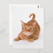 Oranje Ginger Tabby Shorthair Cat Briefkaart (Voorkant / Achterkant)