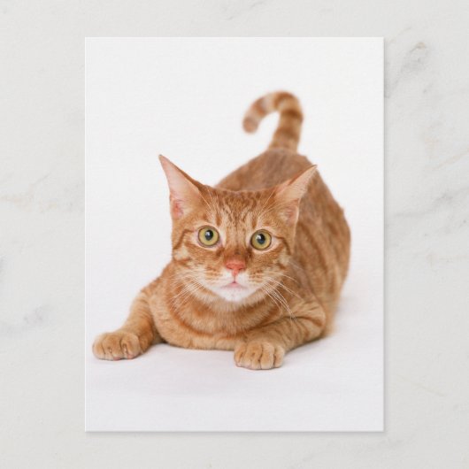 Oranje Ginger Tabby Shorthair Cat Briefkaart (Voorkant)