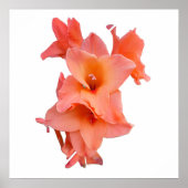 Oranje Gladiolus Floral Poster (Voorkant)
