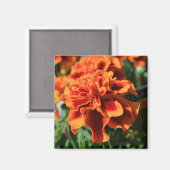 Oranje goudsbloem bloemenmagneet magneet (Voorkant / Achterkant)