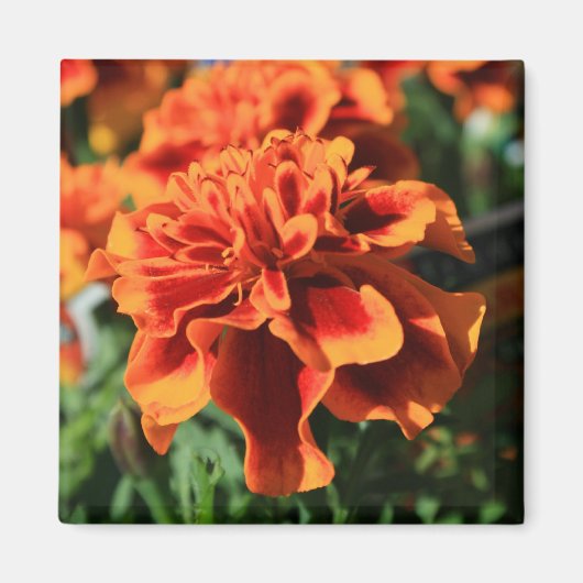 Oranje goudsbloem bloemenmagneet magneet (Voorkant)