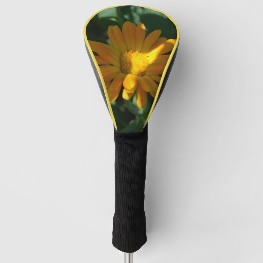 Oranje goudsbloem (Calendula officinalis) Golfheadcover (Voorkant)