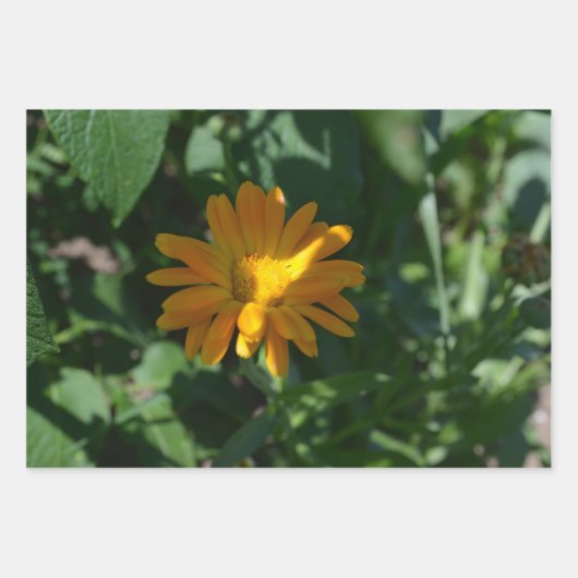 Oranje goudsbloem (Calendula officinalis) Inpakpapier Vel (Voorkant 3)