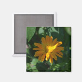 Oranje goudsbloem (Calendula officinalis) Magneet (Voorkant / Achterkant)