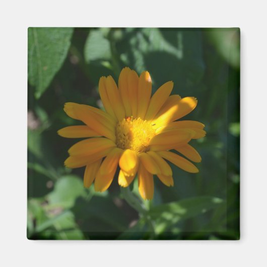 Oranje goudsbloem (Calendula officinalis) Magneet (Voorkant)