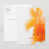 Oranje goudvis (Carassius auratus) Briefkaart (Voorkant / Achterkant)