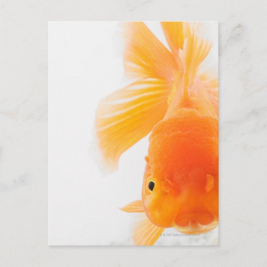 Oranje goudvis (Carassius auratus) Briefkaart (Voorkant)