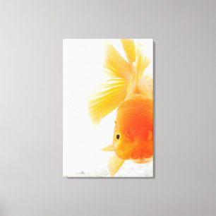 Oranje goudvis (Carassius auratus) Canvas Afdruk