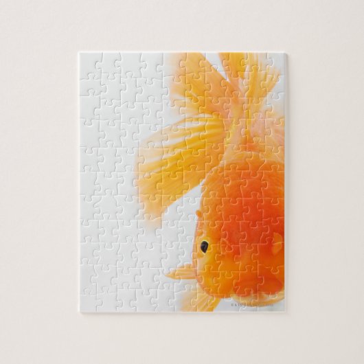 Oranje goudvis (Carassius auratus) Legpuzzel (Verticaal)