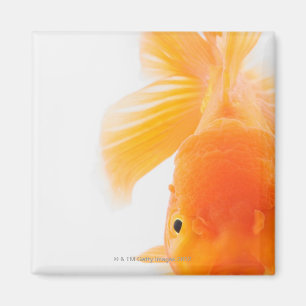 Oranje goudvis (Carassius auratus) Magneet