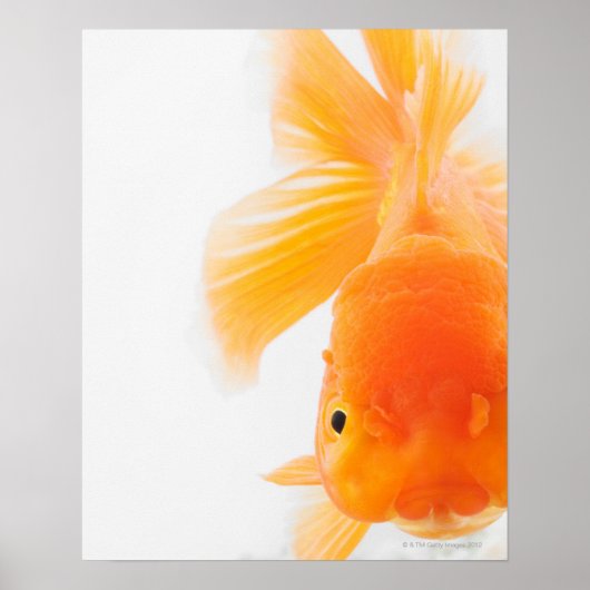 Oranje goudvis (Carassius auratus) Poster (Voorkant)