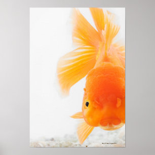 Oranje goudvis (Carassius auratus) Poster