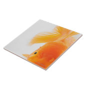 Oranje goudvis (Carassius auratus) Tegeltje (Zijkant)