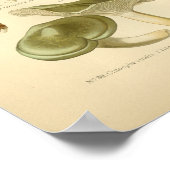  Oranje groene paddenstoelen Kunst drukken Frans Poster (Hoek)