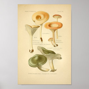  Oranje groene paddenstoelen Kunst drukken Frans Poster