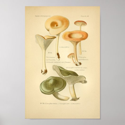 Oranje groene paddenstoelen Kunst drukken Frans Poster (Voorkant)