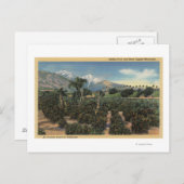 Oranje Grove Scène met Sneeuwklapte Mts Briefkaart (Voorkant / Achterkant)