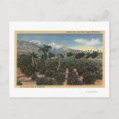 Oranje Grove Scène met Sneeuwklapte Mts Briefkaart (Voorkant)