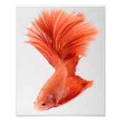 Oranje Halfmoon Betta Fish Foto Afdruk (Voorkant)